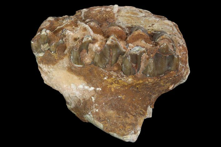 Oreodont (Leptauchenia) Jaw Section - South Dakota #101840